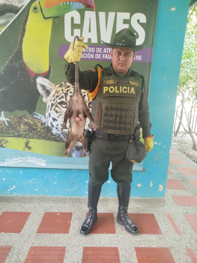 La Seccional de Carabineros y Protección Ambiental llevo a cabo la recuperación de 11 especies de fauna silvestre en el Barrio La Paz 1 bf7ae075 2ac9 43ed ac5d de599ea945b8