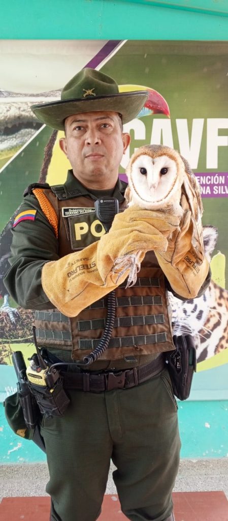 La Seccional de Carabineros y Protección Ambiental llevo a cabo la recuperación de 11 especies de fauna silvestre en el Barrio La Paz 3 f4c171a0 783c 48bc 8fb9 ef6157f0527a