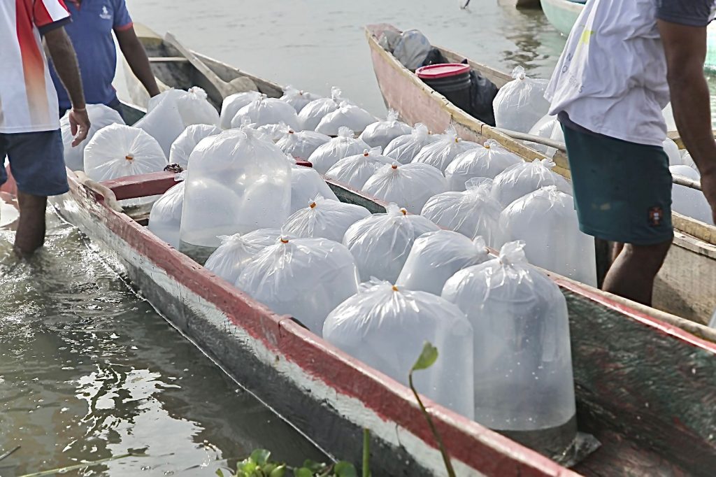 Plan + Pescao 2025 repoblará el Atlántico con 1,5 millones de bocachicos en el embalse del Guájaro 7 WhatsApp Image 2025 08 26 at 2.27.52 PM
