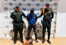 Cortaba árboles de manera ilegal y lo capturaron en flagrancia en Bolívar
