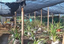 Enlaza y Fundación Cerro Seco fortalecen conexión entre la energía, la naturaleza y las comunidades en Santa Marta